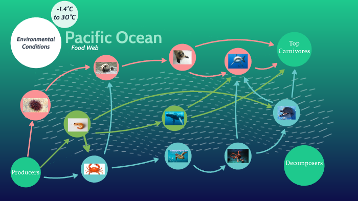 Pacific Ocean Food Web by raquel estrada