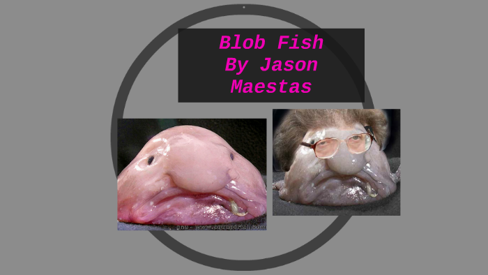 Blob fish  Blobfish, Fish, Clip on sunglasses