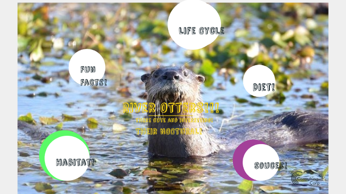 River Otter Life Cycle Chart