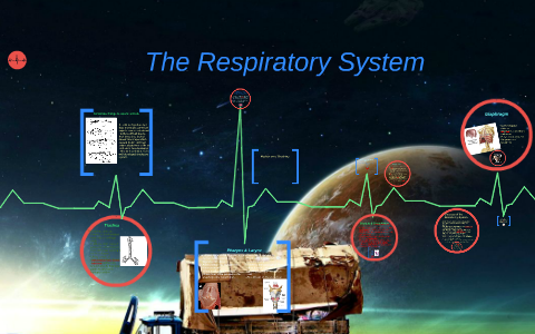 Respiratory System by Alan Cruz on Prezi