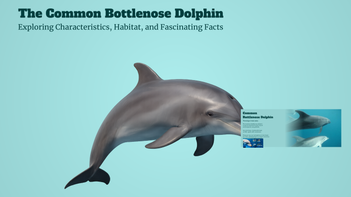The Common Bottlenose Dolphin by Gavryll Veillard on Prezi