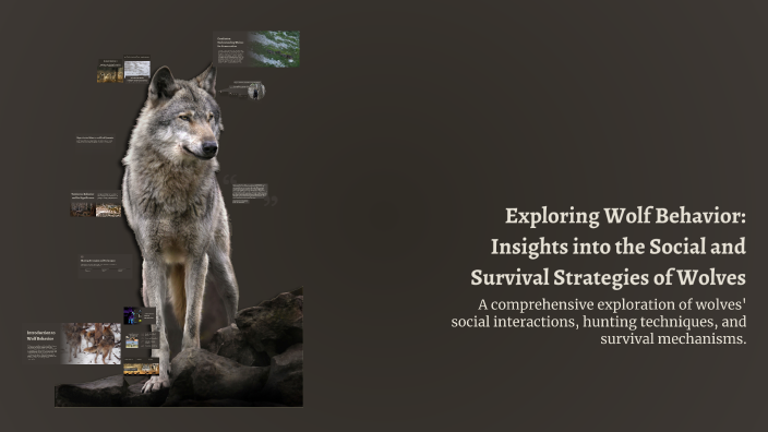 Exploring Wolf Behavior: Insights into the Social and Survival ...