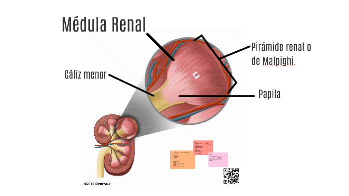 Medula Renal | vlr.eng.br