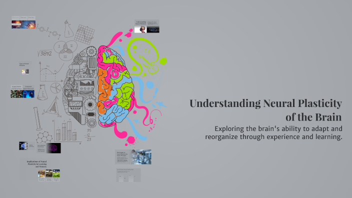 Understanding Neural Plasticity of the Brain by Madhu Pandey on Prezi