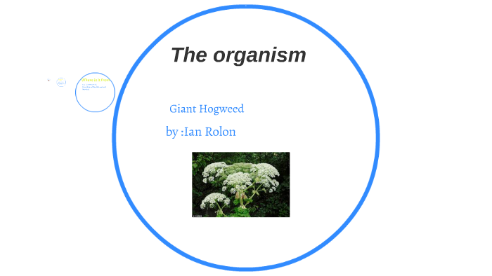 Ian Rolon Giant Hogweed by Ian Rolon on Prezi