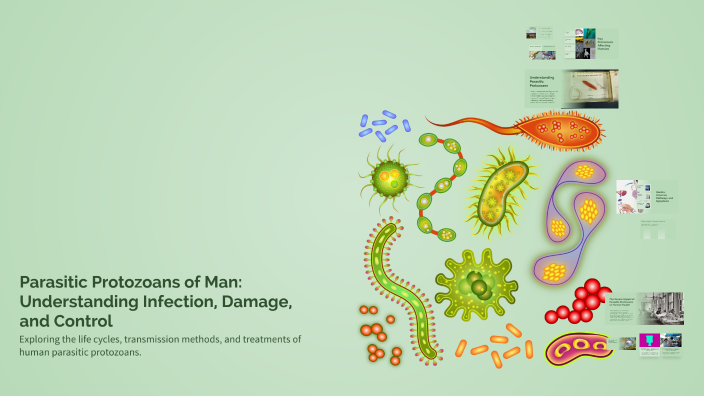 Protozoan Insecticide Parasitic Protozoans of Man: Understanding Infection, Damage, and ...