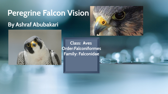 Peregrine Falcon Vision by Ashraf Abubakari on Prezi
