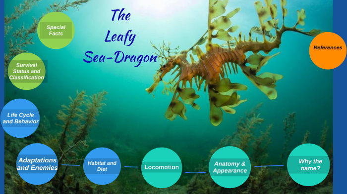 Leafy Sea Dragon by Cameron Taylor
