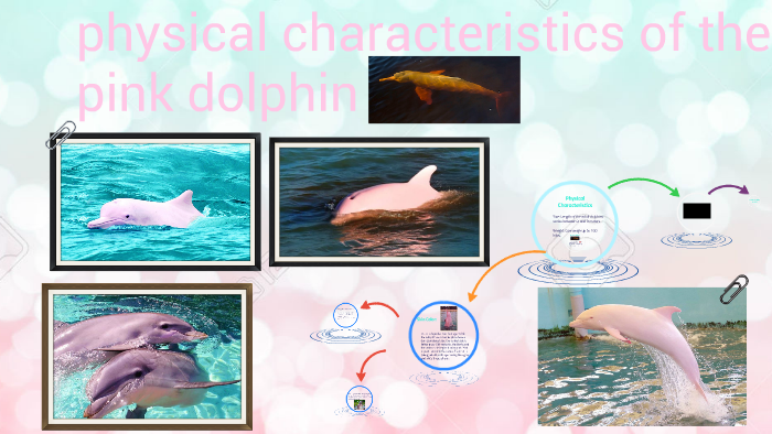 Physical Characteristics Of The Pink Dolphin By Olga Valentina Prieto Castro On Prezi Next