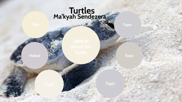 Sea Turtles by Ma'Kyah Sendezera on Prezi