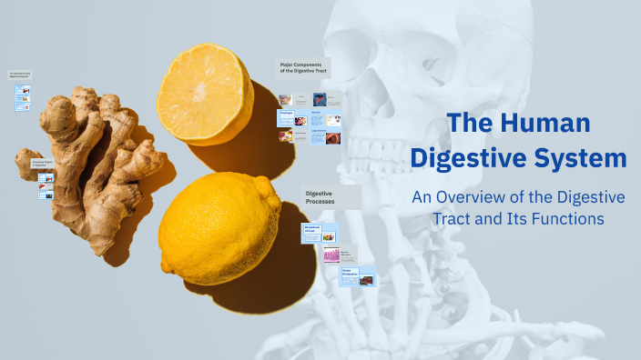The Human Digestive System by علی پاکدامن on Prezi
