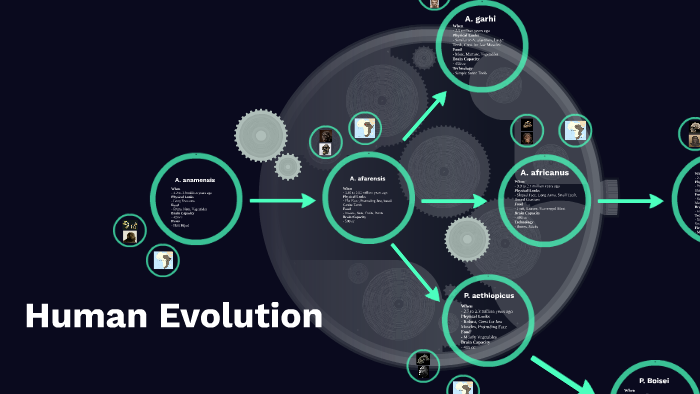 Human Evolution by Bryce Oysti on Prezi