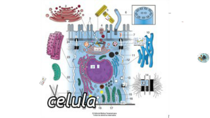la celula by Ana Maria Interiano on Prezi