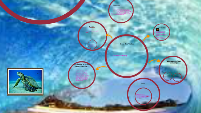 Green Sea Turtles by Matthias Embry on Prezi