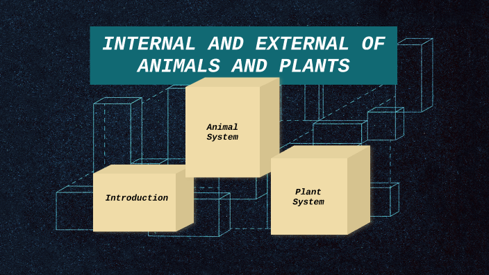 Internal and External Structures of Plant and Animal by MAHDI RIAHI on ...