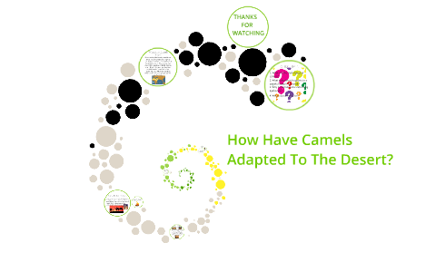 How Have Camels Adapted To The Deserts by Lori Wade