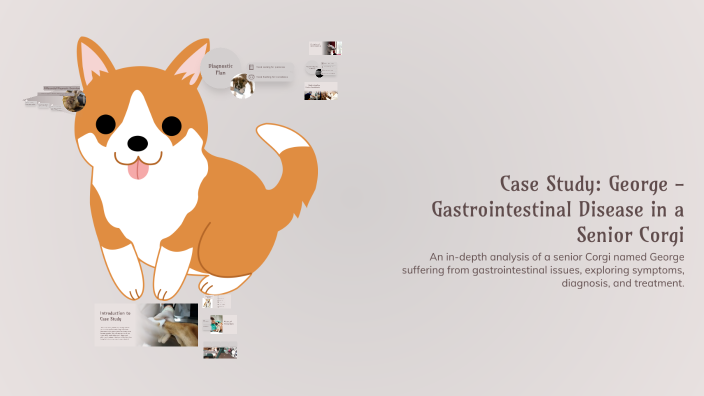Case Study: George - Gastrointestinal Disease in a Senior Corgi by ...
