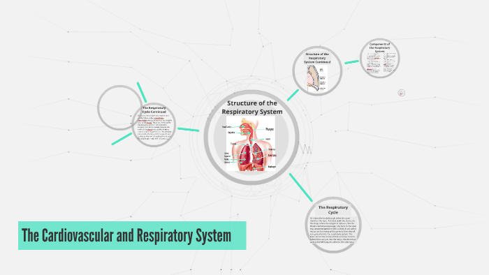 Structure of Respiratory System by Ryan Redgate on Prezi