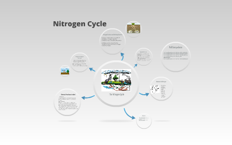 Nitrogen Cycle by Paige Hermansen on Prezi