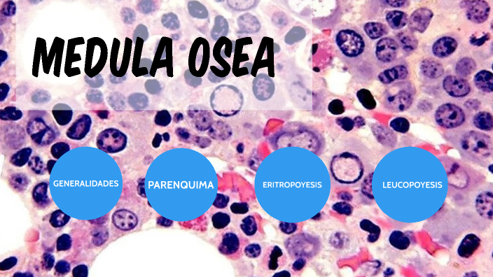 MEDULA OSEA by Mariana Tezzaro on Prezi