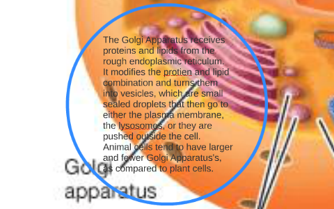 The Golgi Apparatus receives proteins and lipids from the ro by Ryan ...