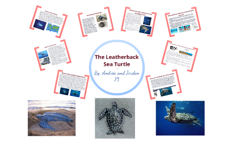 The Leatherback Sea Turtle by Andrea Banks on Prezi