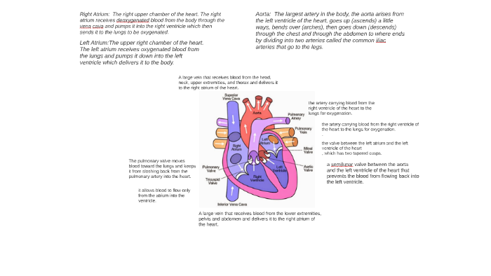 the-artery-carrying-blood-from-the-right-ventricle-of-the-he-by-javi-trolo