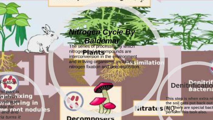 Nitrogen Cycle by baldemar rojas on Prezi
