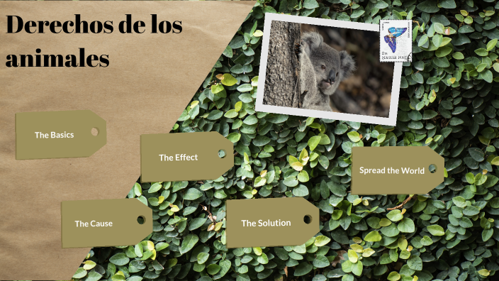 Derechos de los Animales by valentina marin archila on Prezi