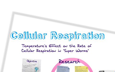 🎉 Temperature and cellular respiration. The Relationship between ...