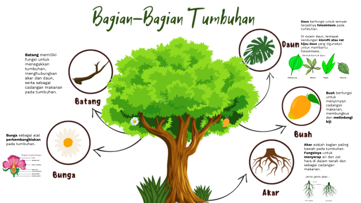 Bagian-bagian Tumbuhan by Tammi Utami on Prezi