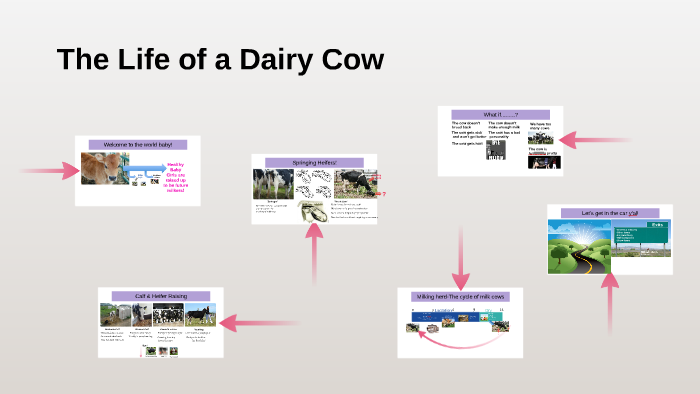 The Life of a Dairy Cow by Caroline Warns on Prezi