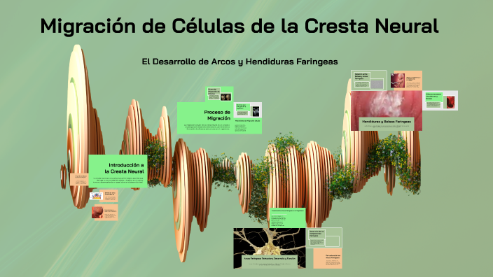 Migración de Células de la Cresta Neural by Luis González Hernández on