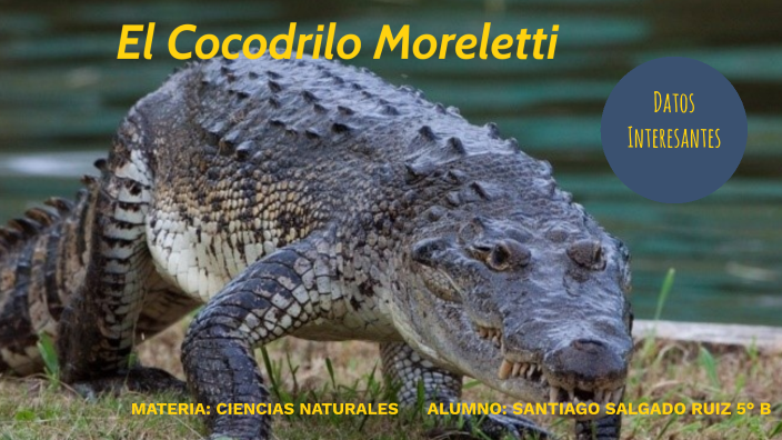 El Cocodrilo Moreletti by Martha D.