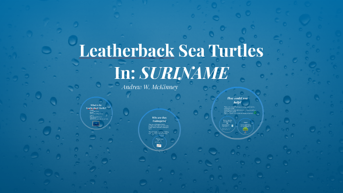 Leatherback Sea Turtles by Andrew Mckinney on Prezi