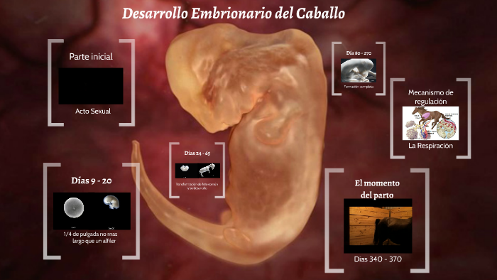 Desarrollo Embrionario Del Caballo By Mafe Padron On Prezi