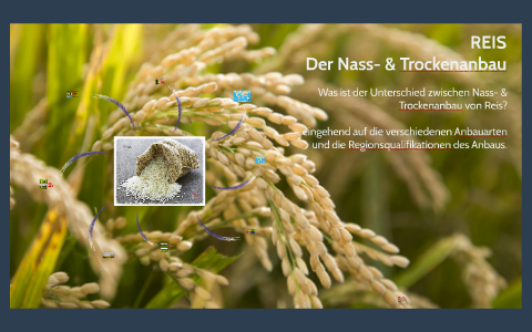 Reis Anbau Von Nass Trockenreis By Lisa Erlinger On Prezi