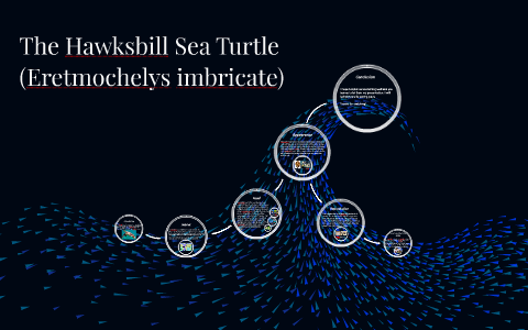 The Hawksbill Sea Turtle by Harshil Patel on Prezi