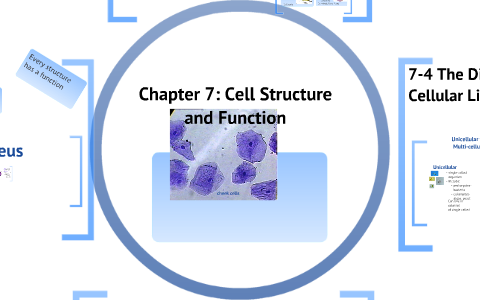 Chapter 7: Cell Structure And Function By Fowler Robin