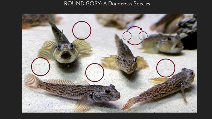 Round Goby Problem ROUND GOBY; A Dangerous Species by Sanjana Kapuria on Prezi