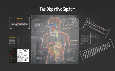 The Digestive System by Nichole Rubenak on Prezi