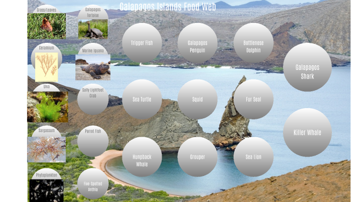 Galapagos Islands Food Web by Sienna Dutton