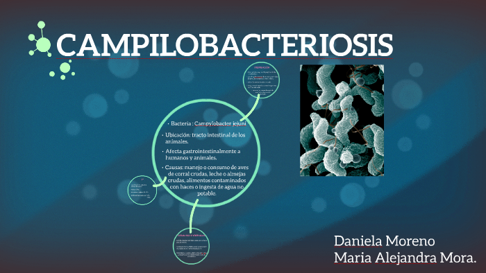 CAMPILOBACTERIOSIS by ) Mora on Prezi