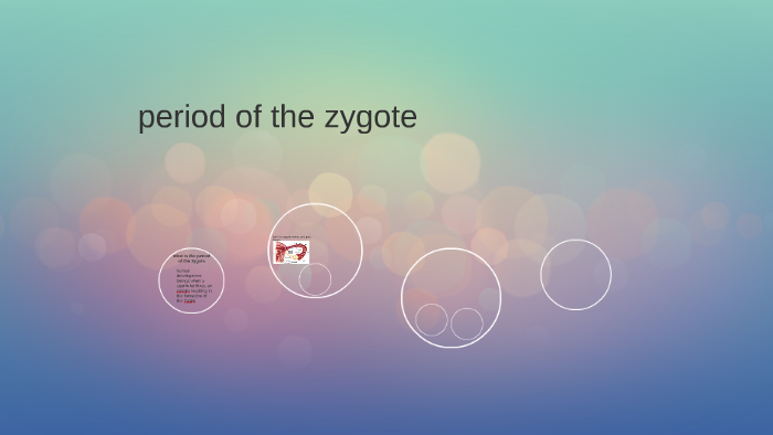 period of the zygote by brandy stephens on Prezi