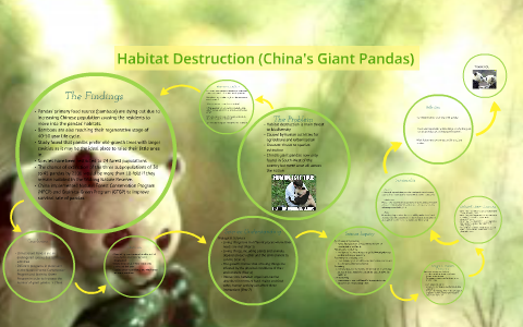 Habitat Destruction (China's Giant Pandas) by on Prezi