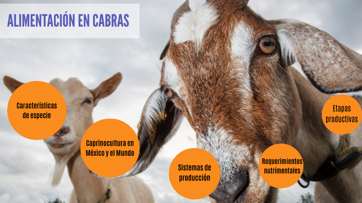 Alimentación Cabras By Citlali Galindo Fuentes On Prezi