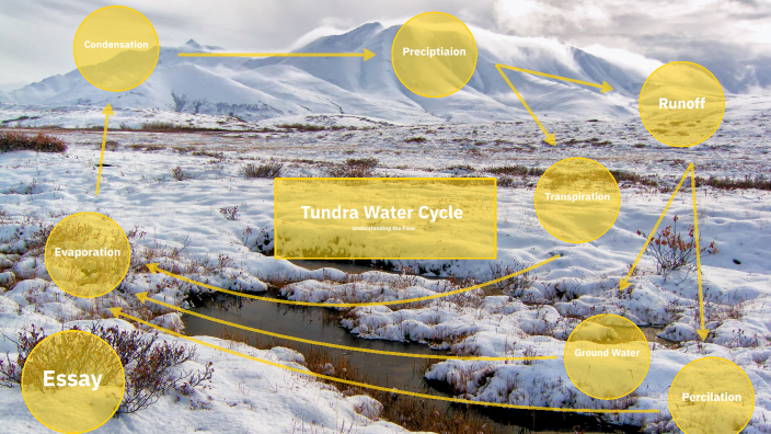 Tundra Water Cycle by Asher Ray on Prezi