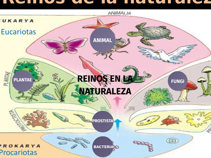 Reinos En La Naturaleza By Dereck Corrales On Prezi