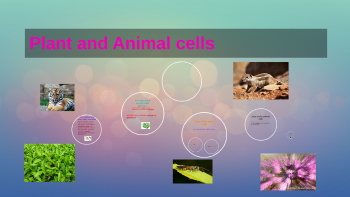 Plant and Animal cells by Teriyunia Smith on Prezi