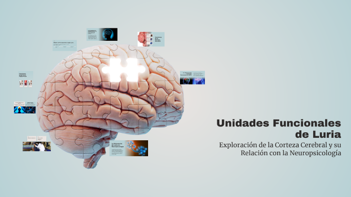 Unidades Funcionales de Luria by BYRON ROLANDO YUGCHA LINCANGO on Prezi
